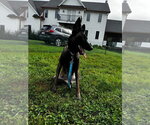 Small Photo #3 Mutt Puppy For Sale in Imlay City, MI, USA