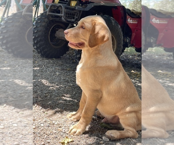 Medium Photo #2 Labrador Retriever Puppy For Sale in BROWNS VALLEY, CA, USA