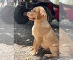 Small #1 Labrador Retriever