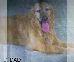 Father of the Golden Retriever puppies born on 08/22/2022