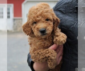 Goldendoodle-Poodle (Miniature) Mix Puppy for sale in LANCASTER, PA, USA