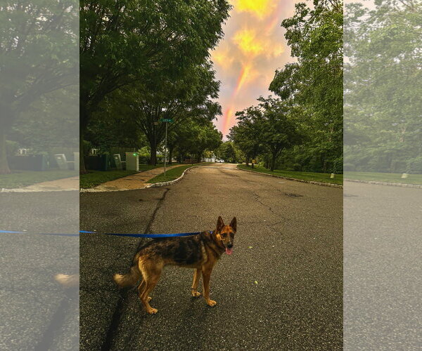 Medium Photo #2 Australian Kelpie-German Shepherd Dog Mix Puppy For Sale in Rockaway, NJ, USA