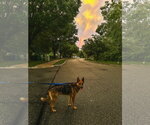 Small #1 Australian Kelpie-German Shepherd Dog Mix