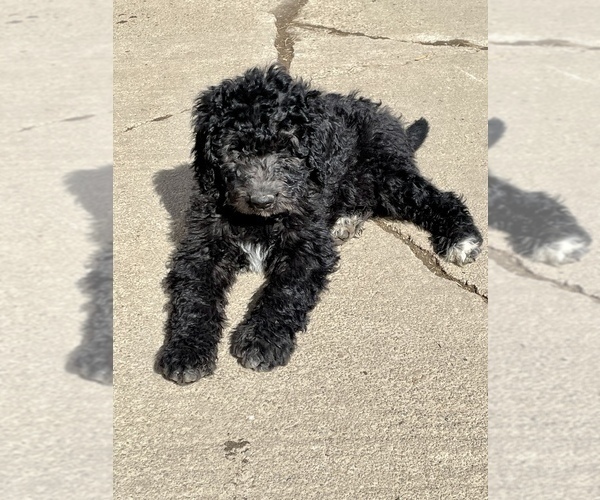 Medium Photo #4 Labradoodle Puppy For Sale in CRAIG, NE, USA