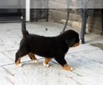 Small #2 Bernese Mountain Dog