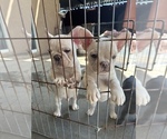 Puppy 4 French Bulldog
