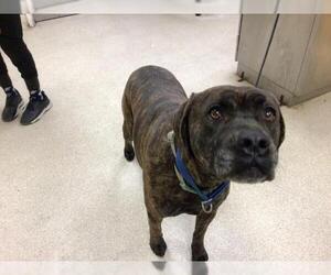 Rottweiler-Unknown Mix Dogs for adoption in Riverside, CA, USA