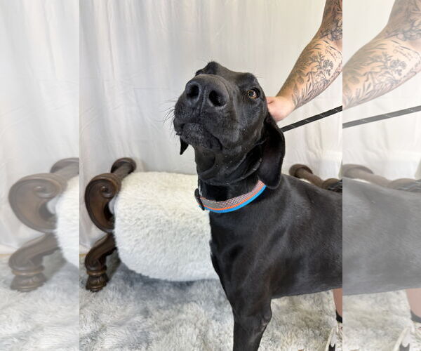 Medium Photo #5 Great Dane Puppy For Sale in Goodyear, AZ, USA