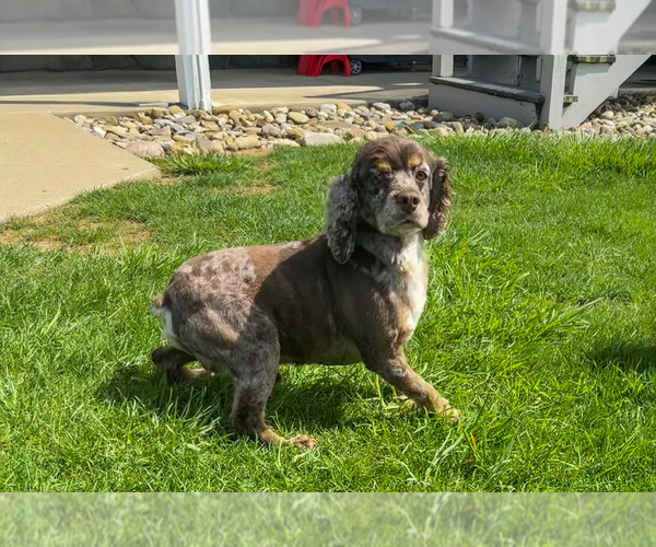 Medium Photo #1 Cocker Spaniel Puppy For Sale in BALTIC, OH, USA