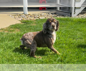 Father of the Cocker Spaniel puppies born on 04/15/2025
