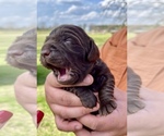 Small Photo #3 Boykin Spaniel Puppy For Sale in AMBROSE, GA, USA