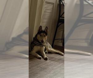 Huskies -Unknown Mix Dogs for adoption in San Antonio, TX, USA