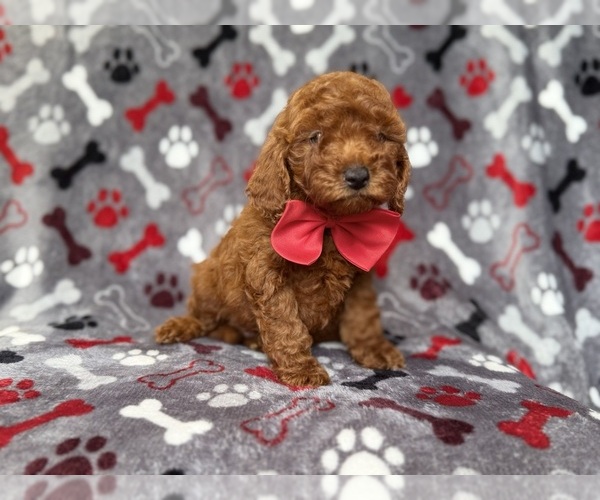 Medium Photo #2 Goldendoodle (Miniature) Puppy For Sale in LAKELAND, FL, USA