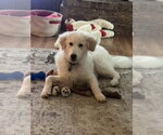 Small #10 Great Pyrenees Mix