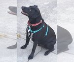 Small #3 Carolina Dog-Labrador Retriever Mix