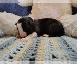 Small Photo #169 Border Collie Puppy For Sale in NORBORNE, MO, USA