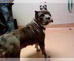 Small American Pit Bull Terrier