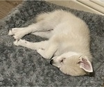 Small Photo #5 Pomsky Puppy For Sale in LOVELAND, CO, USA
