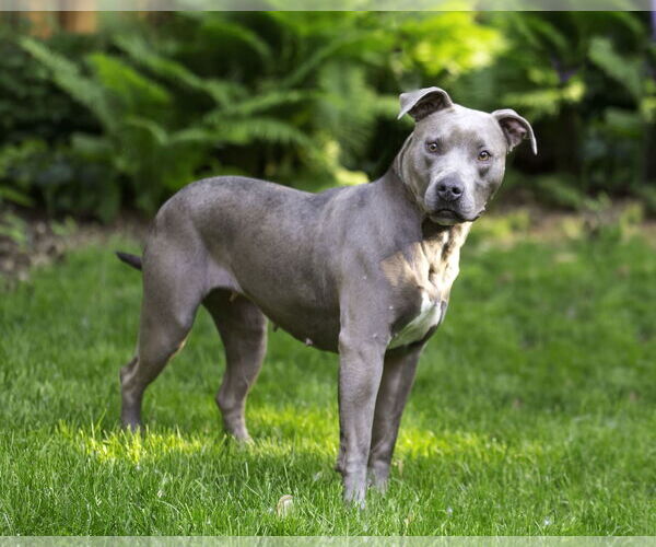 Medium Photo #7 American Pit Bull Terrier-Unknown Mix Puppy For Sale in Farmington, MN, USA