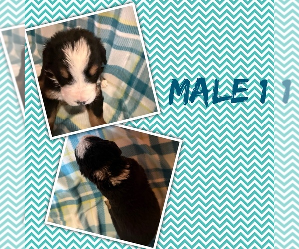 Medium Photo #1 Bernese Mountain Dog Puppy For Sale in ARGONNE, WI, USA