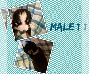 Medium Bernese Mountain Dog