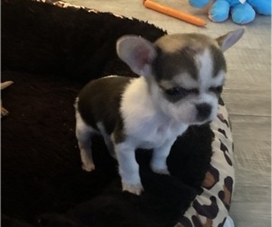 Chihuahua Puppy for sale in CASTLE HAYNE, NC, USA