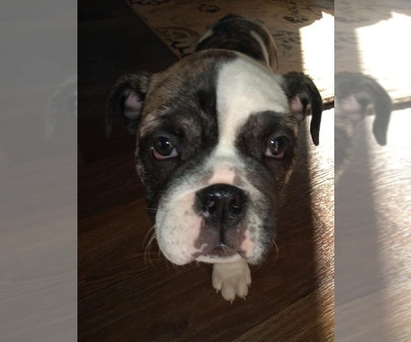 Medium Photo #15 Bulldog Puppy For Sale in TUNNEL HILL, GA, USA