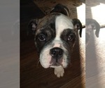 Small Photo #15 Bulldog Puppy For Sale in TUNNEL HILL, GA, USA