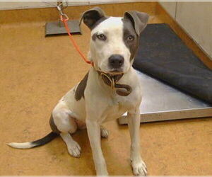 American Pit Bull Terrier-Unknown Mix Dogs for adoption in Sacramento, CA, USA
