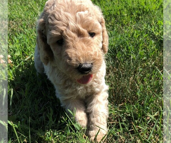 Medium Photo #2 Poodle (Standard) Puppy For Sale in WAYLAND, IA, USA
