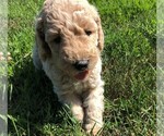 Small Photo #2 Poodle (Standard) Puppy For Sale in WAYLAND, IA, USA