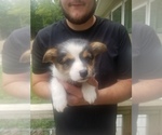 Small Photo #11 Pembroke Welsh Corgi Puppy For Sale in MCMINNVILLE, TN, USA