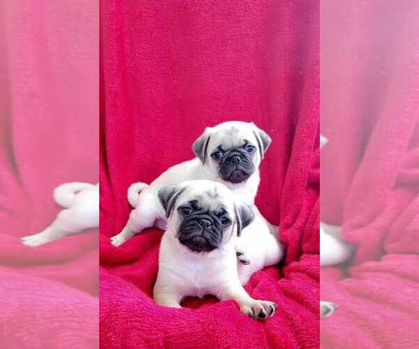 Medium Photo #2 Pug Puppy For Sale in OCALA, FL, USA