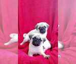 Small Photo #2 Pug Puppy For Sale in OCALA, FL, USA