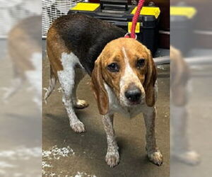 Beagle Dogs for adoption in Minneapolis, MN, USA