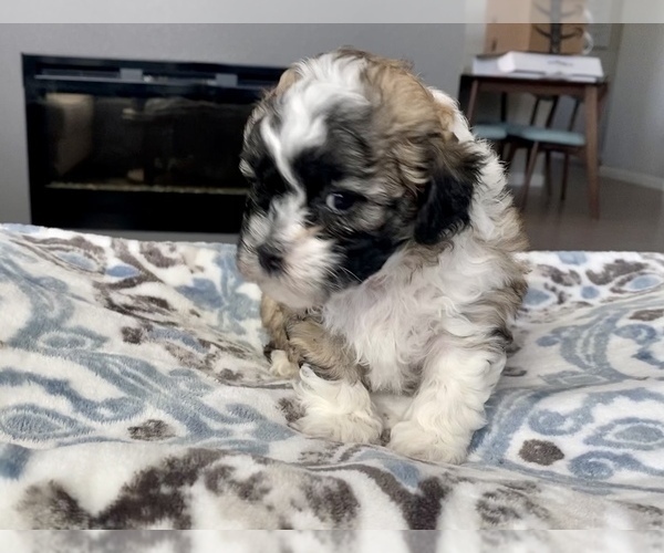 Medium Photo #1 Zuchon Puppy For Sale in GALENA, NV, USA