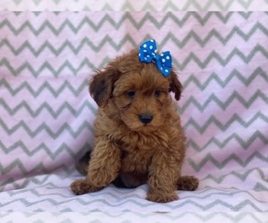 Poodle (Miniature)-Shorkie Tzu Mix Puppy for sale in LAKELAND, FL, USA