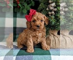 Small Photo #1 Cock-A-Poo-Poodle (Miniature) Mix Puppy For Sale in NOTTINGHAM, PA, USA