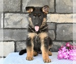 Small #1 German Shepherd Dog