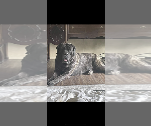 Medium Photo #1 Mastiff Puppy For Sale in CIRCLEVILLE, OH, USA
