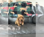 Puppy Princess Dachshund
