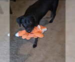 Small Dutch Shepherd -German Shepherd Dog Mix