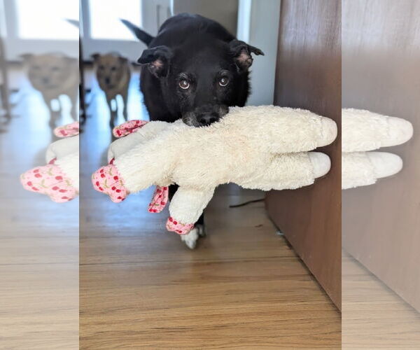 Medium Photo #1 Mutt Puppy For Sale in Aurora, CO, USA