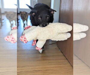 Mutt Dogs for adoption in Aurora, CO, USA