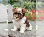 Small Photo #8 Havanese Puppy For Sale in HOUSTON, TX, USA