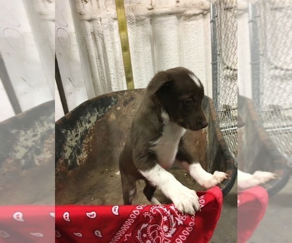 Medium Photo #1 Border Collie Puppy For Sale in DALHART, TX, USA