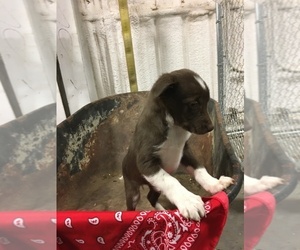 Border Collie Puppy for sale in DALHART, TX, USA