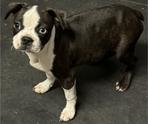 Bulldog Puppy for sale in ABILENE, TX, USA