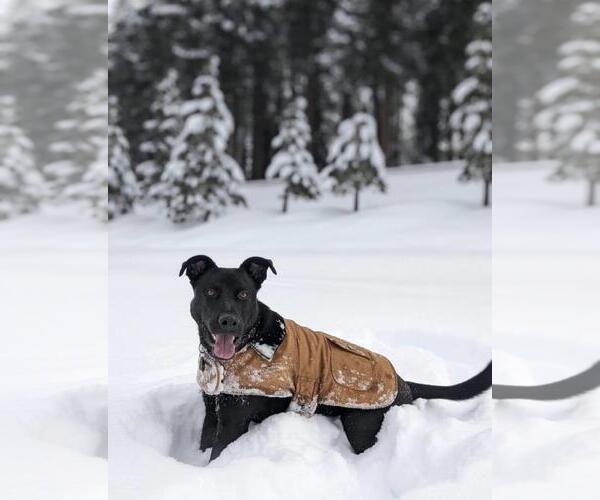 Medium Photo #4 American Pit Bull Terrier-German Shepherd Dog Mix Puppy For Sale in Incline Village, NV, USA