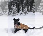 Small #3 American Pit Bull Terrier-German Shepherd Dog Mix